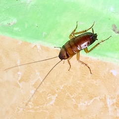 Periplaneta americana