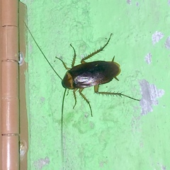 Periplaneta americana