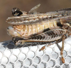 Melanoplus bispinosus
