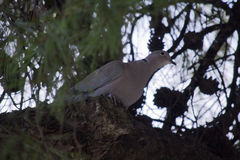 Streptopelia decaocto