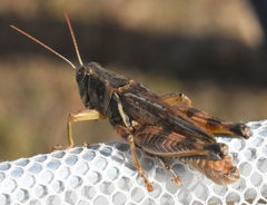 Melanoplus bispinosus