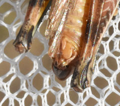 Melanoplus bispinosus