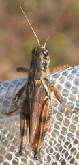 Melanoplus bispinosus