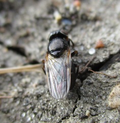 Tetanops