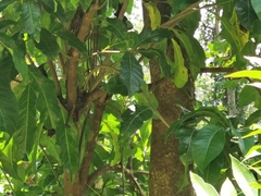 Pisonia sechellarum