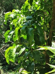 Pisonia sechellarum