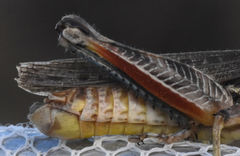 Melanoplus bispinosus