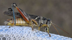 Melanoplus bispinosus