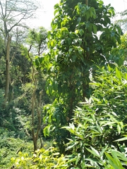 Pisonia sechellarum