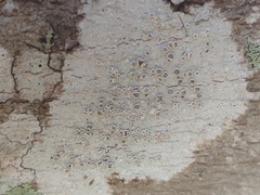 Lecanora subpallens