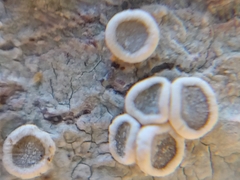 Lecanora subpallens