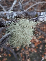 Usnea glabrescens