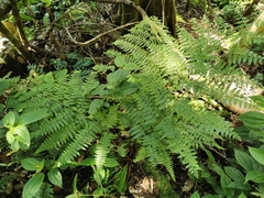 Microlepia speluncae