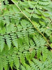 Microlepia speluncae