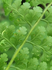 Microlepia speluncae