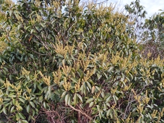 Pieris floribunda