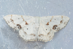 Scopula lautaria