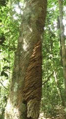 Constrictotermes cavifrons