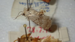 Caradrina selini