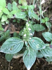 Lepidagathis alopecuroidea