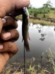 Anablepsoides hartii