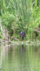 Ixobrychus flavicollis