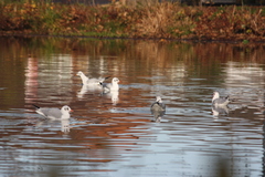 Chroicocephalus ridibundus