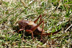 Psorodonotus macedonicus