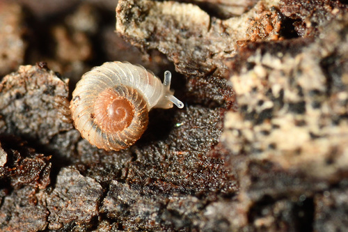 Costate Grass Snail