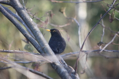 Turdus merula