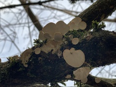 Fungi
