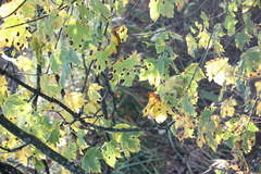 Acer pseudoplatanus