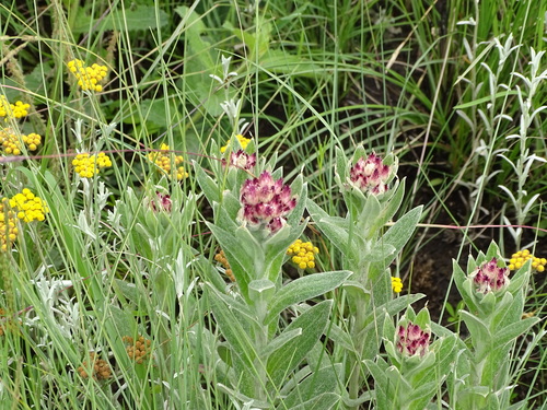Image of Helichrysum appendiculatum by (c) Shaun Swanepoel, some rights reserved (CC BY)