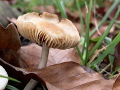 Basidiomycota