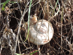 Helix ligata