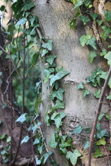 Hedera helix