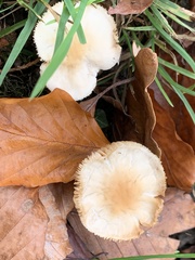 Basidiomycota