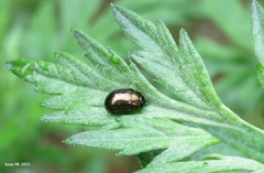 Chrysolina aurichalcea