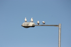 Chroicocephalus ridibundus