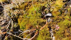 Flexitrichum flexicaule