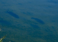 Micropterus salmoides