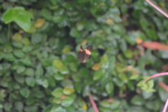 Heliconius erato adana