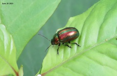 Chrysolina virgata