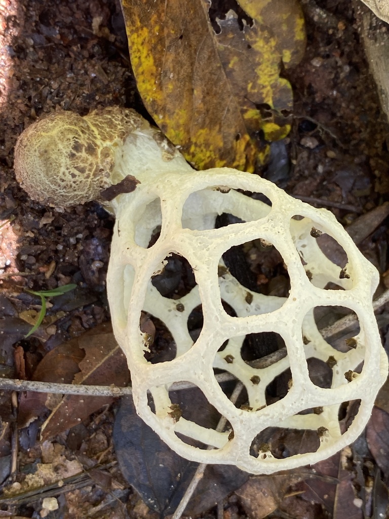 Clathrus chrysomycelinus · November 2020 · photo: © jeanpaulboerekamps (iNaturalist, cc0)
