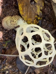 Clathrus chrysomycelinus