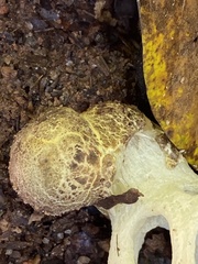 Clathrus chrysomycelinus