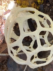 Clathrus chrysomycelinus