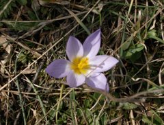 Crocus nivalis