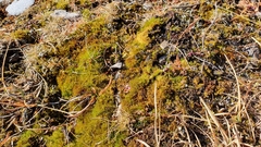 Flexitrichum flexicaule