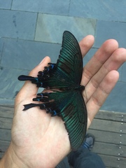 Papilio maackii